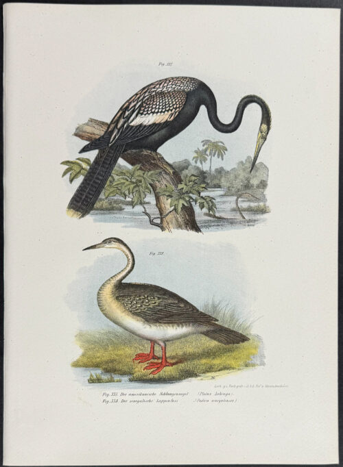 Anhinga or Snakebird, African Finfoot