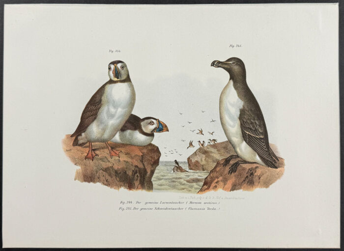 Arctic or Common Puffin, Razorbill