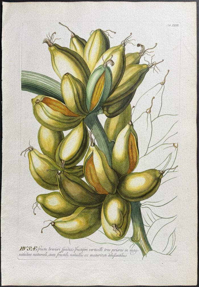 Banana