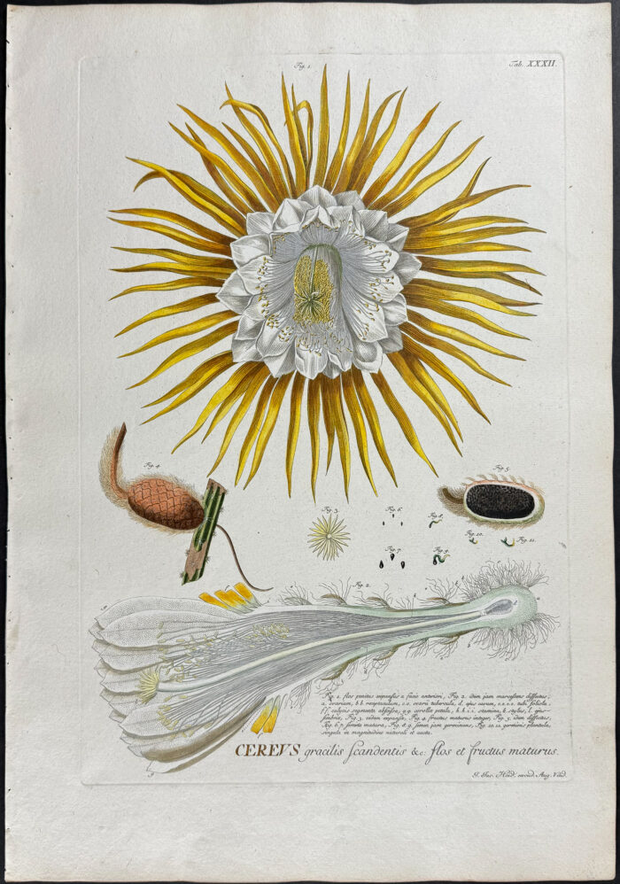 Cactus