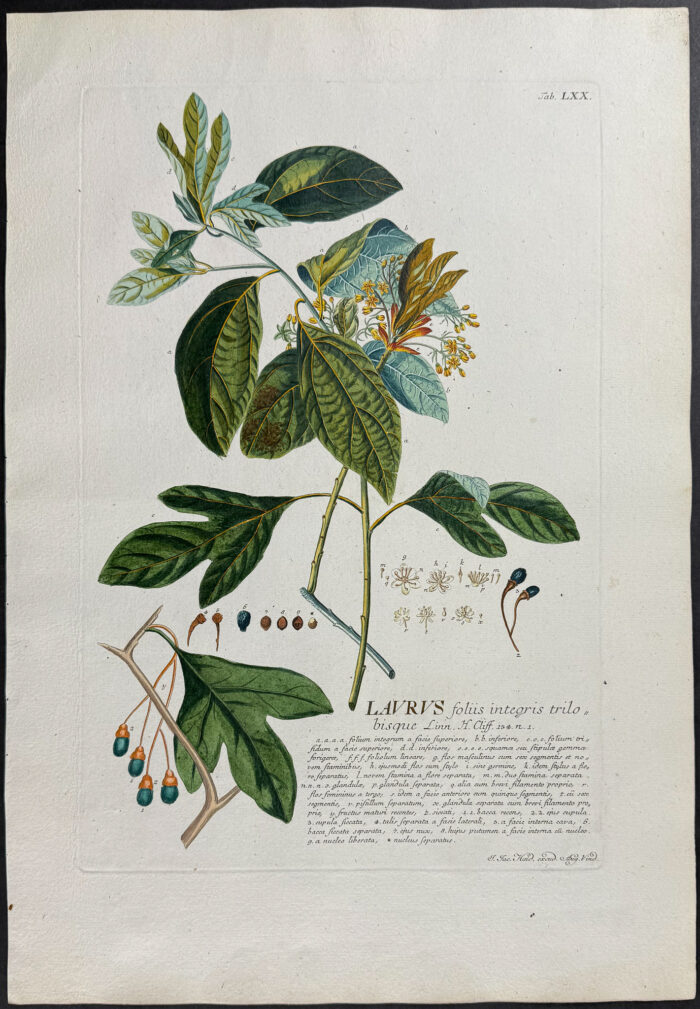Sweet Bay or Laurel