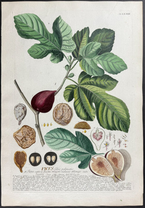 Ficus