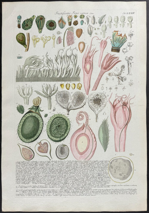 Ficus Dissections