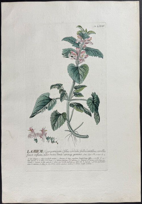 Dead-Nettle