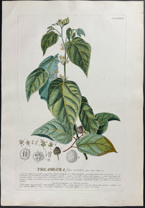 Cocoa Tree