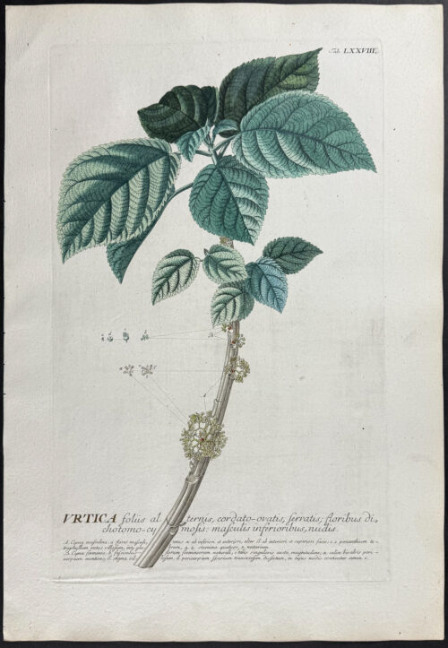 Nettle