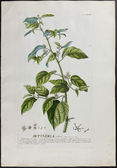 Byttneria