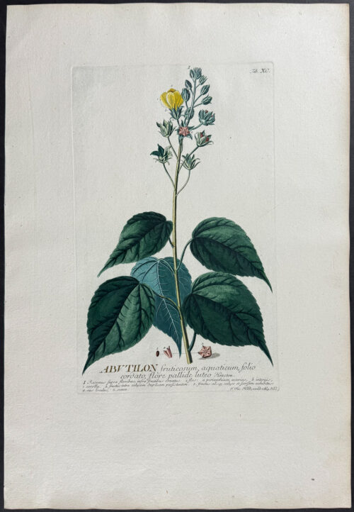 Abutilon