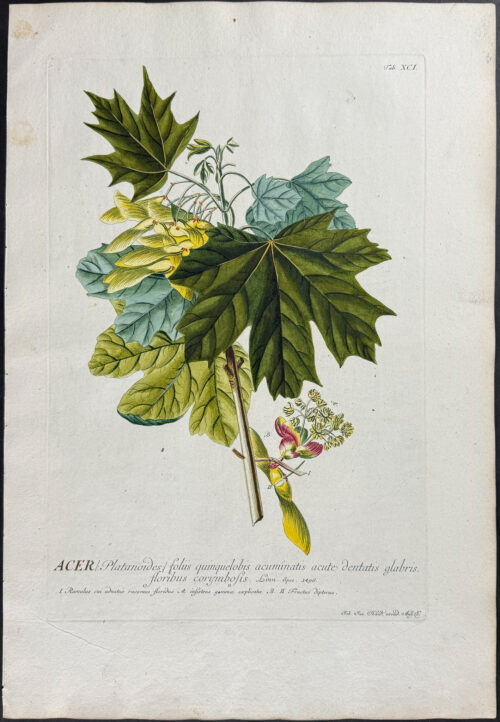 Indian Mallow