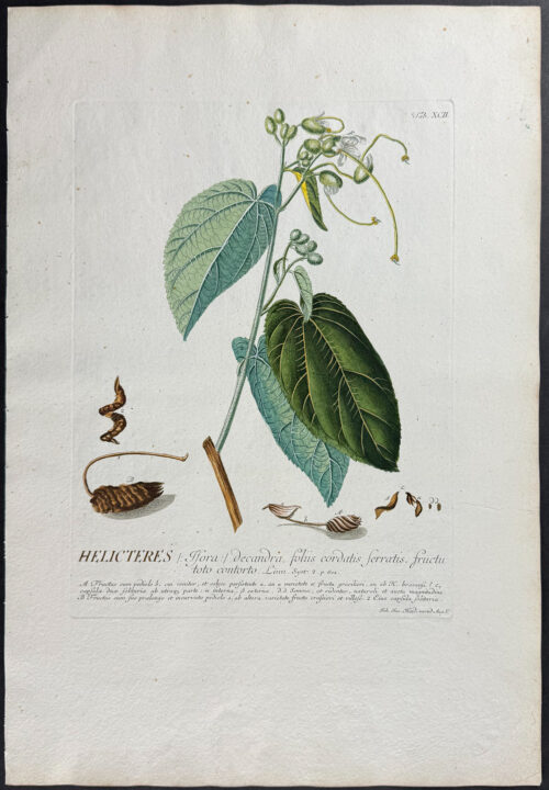 Indian Screw Tree