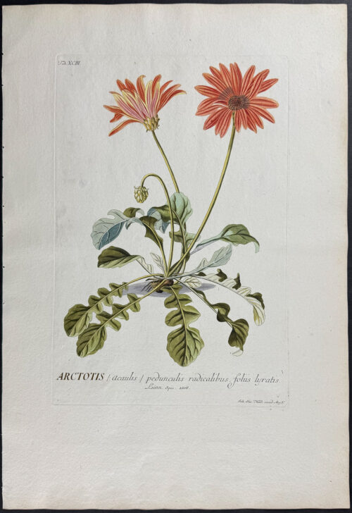 African Daisy
