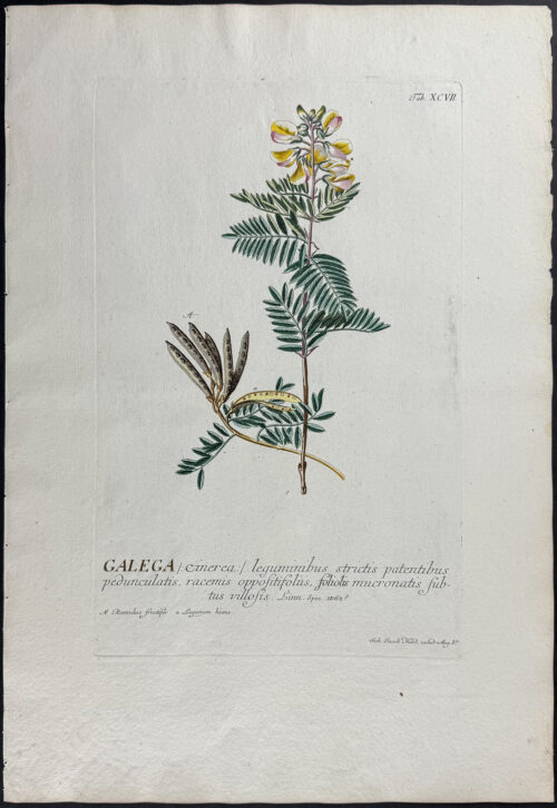 Goat's-rue or French Lilac