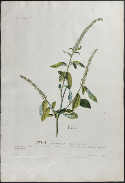 Itea