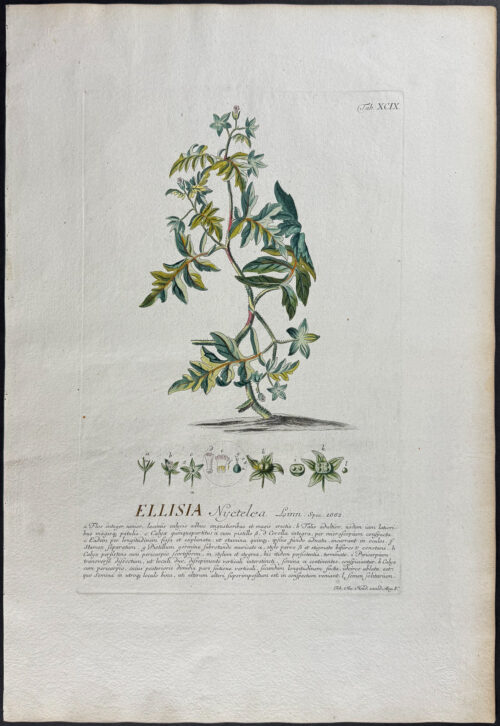 Ellisia