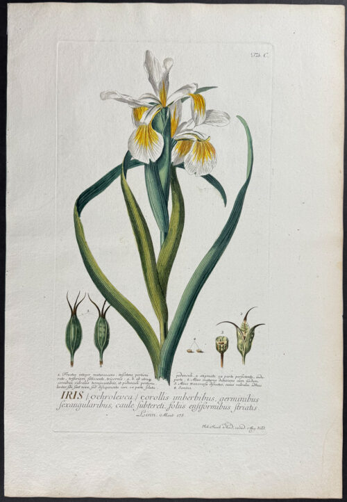 Iris