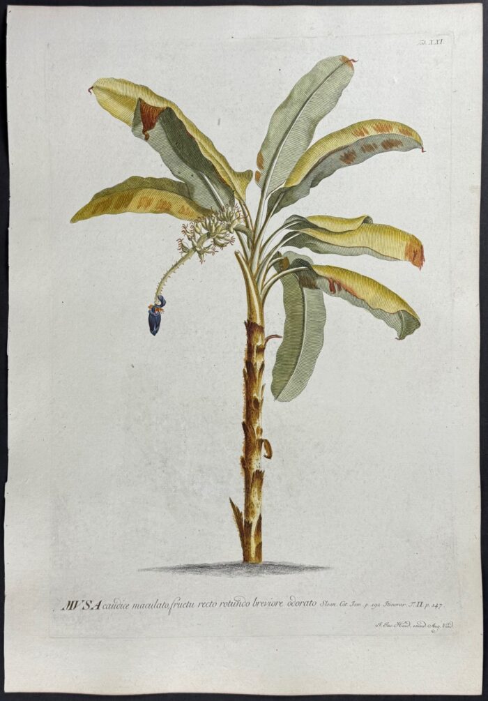 Banana Tree