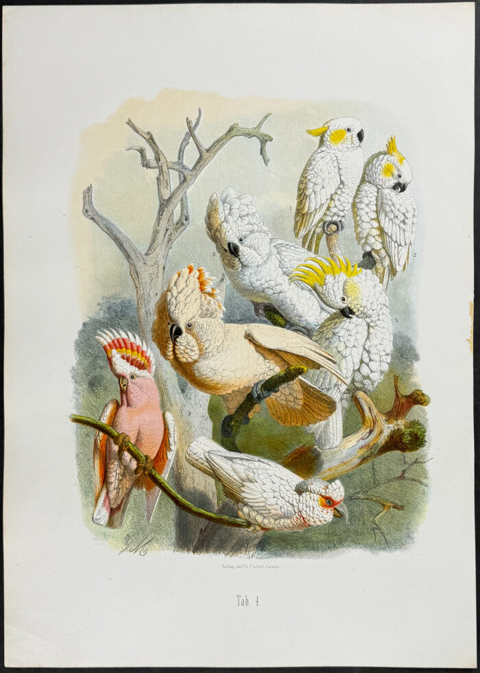 Cockatoos