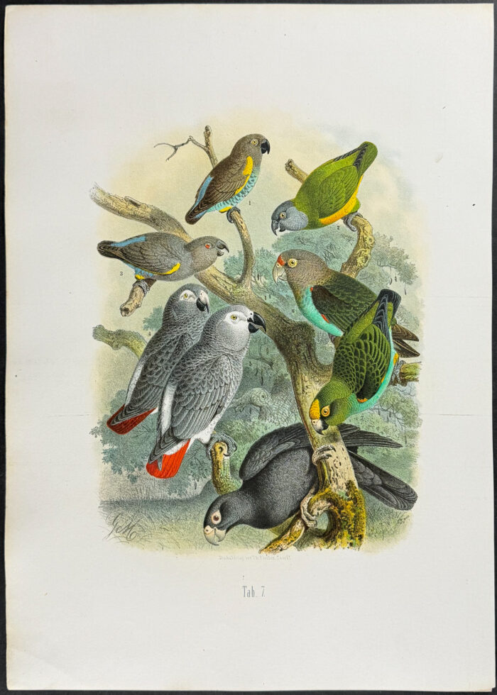 Parrots - African Greys