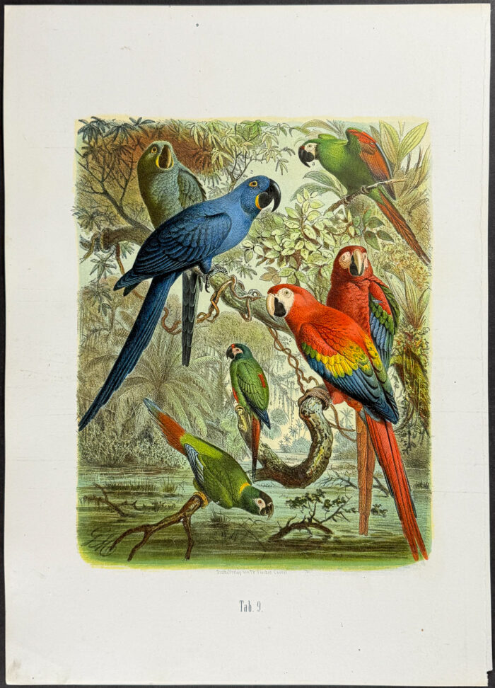 Macaws
