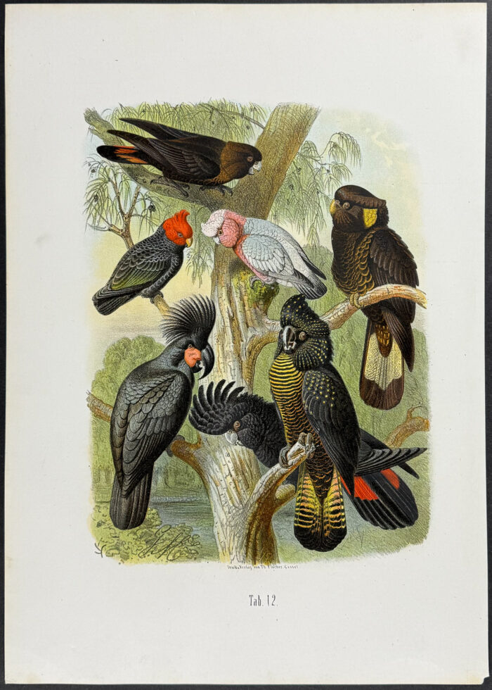 Cockatoos