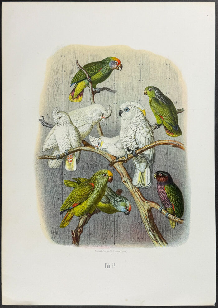 Amazon, Cockatoos, & Parrots