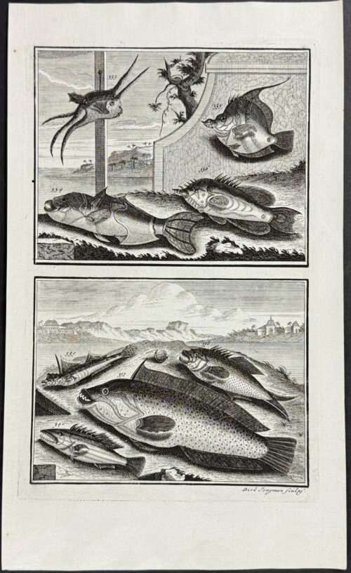Fish, Sea Life