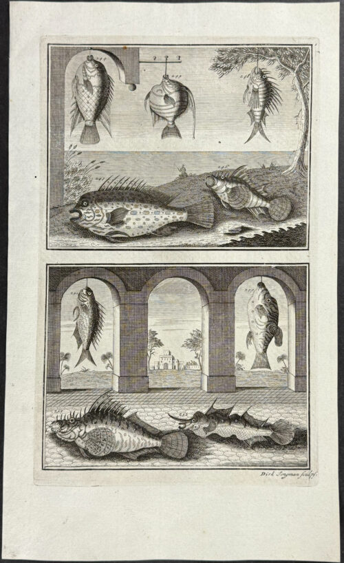 Fish, Sea Life