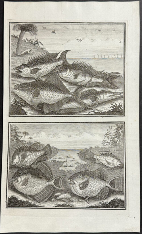 Fish, Sea Life