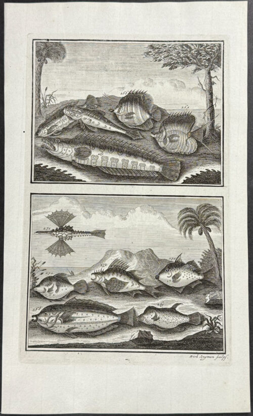 Fish, Sea Life