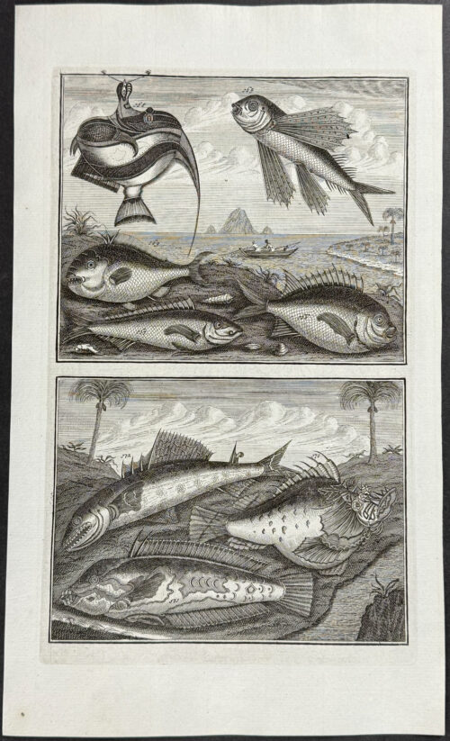 Fish, Sea Life, Flying Fish