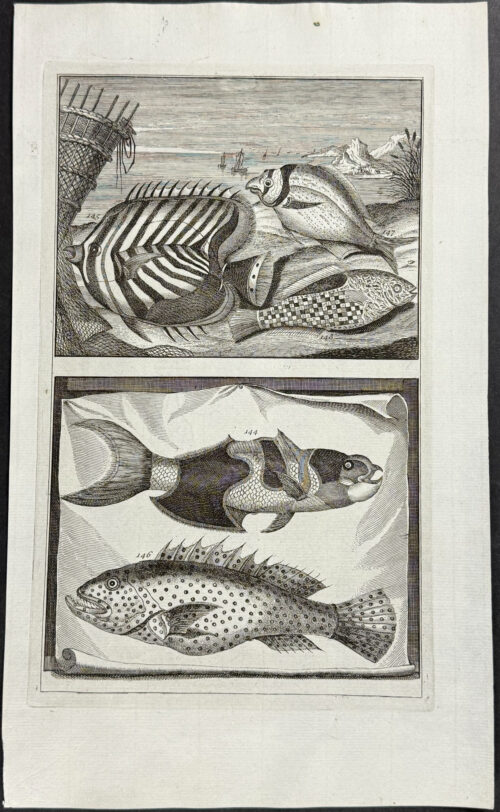 Fish, Sea Life