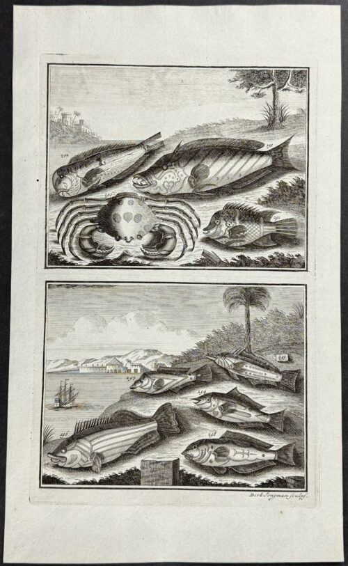 Fish, Sea Life, Crab