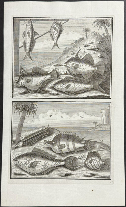 Fish, Sea Life