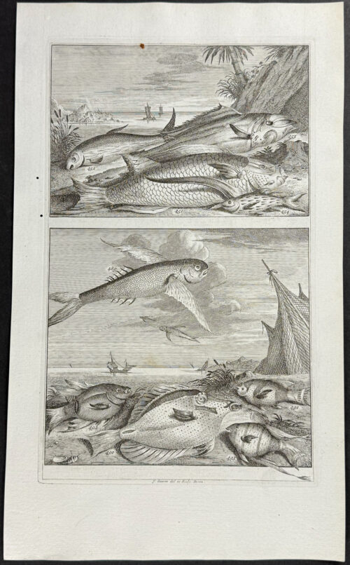 Fish, Sea Life, Flying Fish