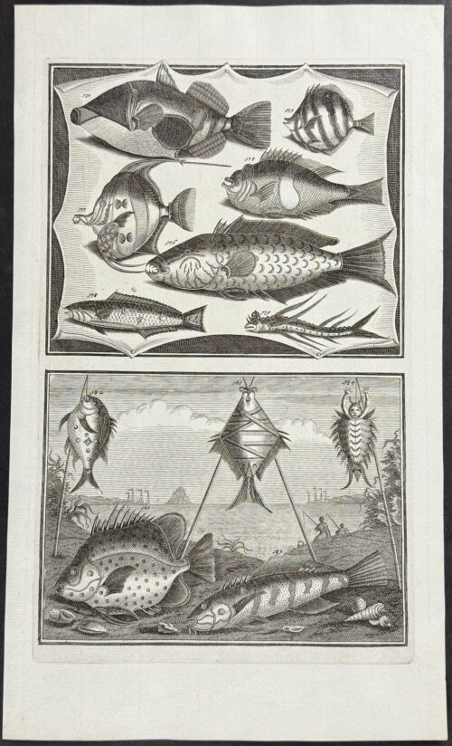 Fish, Sea Life