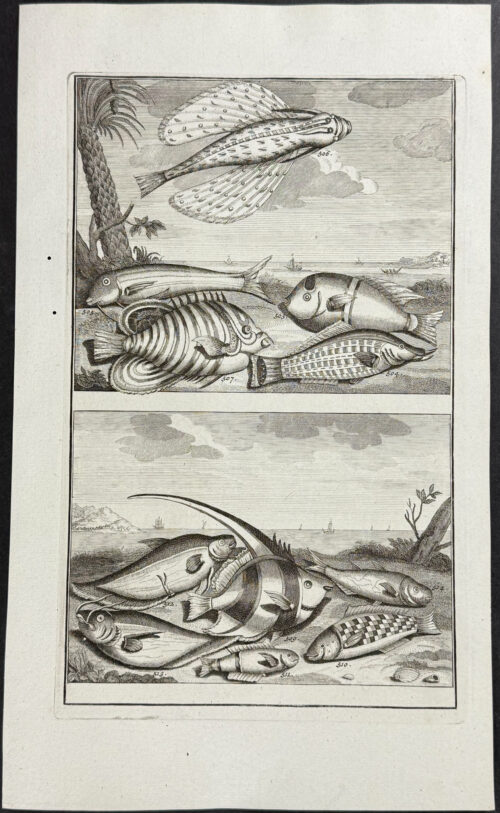 Fish, Sea Life, Flying Fish