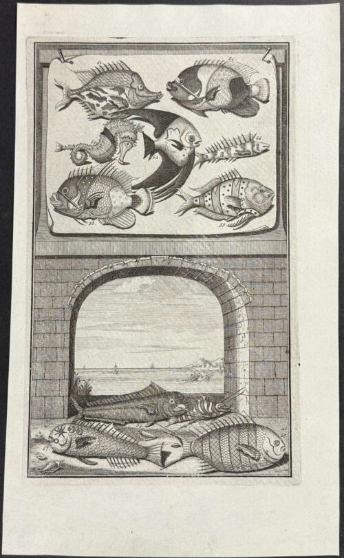 Fish, Sea Life