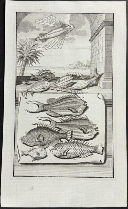 Fish, Sea Life, Flying Fish