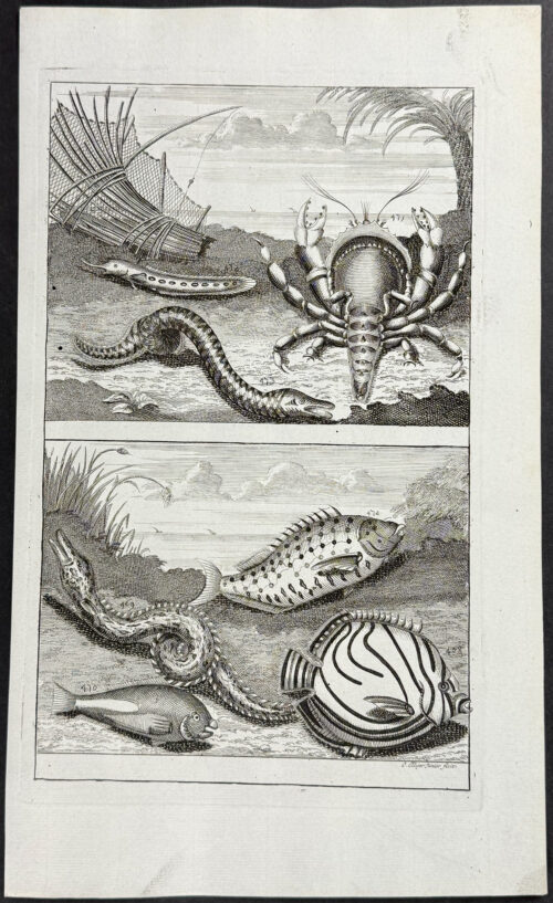 Fish, Sea Life, Crab, Eel