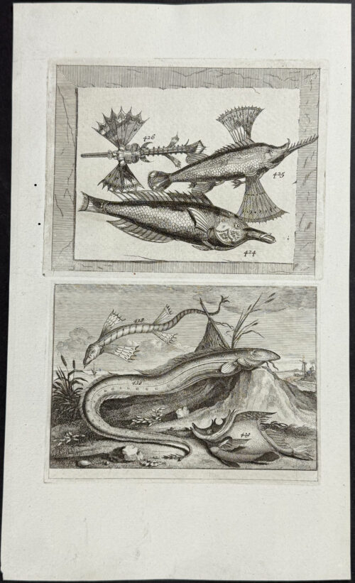 Fish, Sea Life