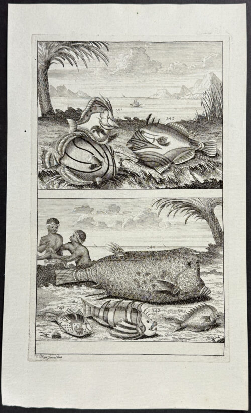 Fish, Sea Life