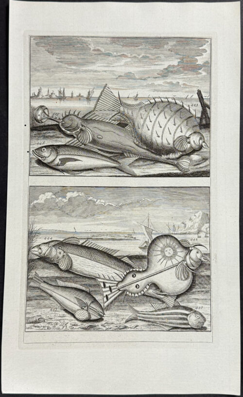Fish, Sea Life