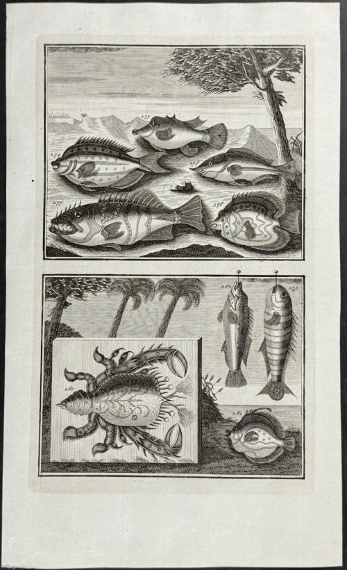 Fish, Sea Life, Crab