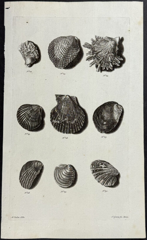 Shells