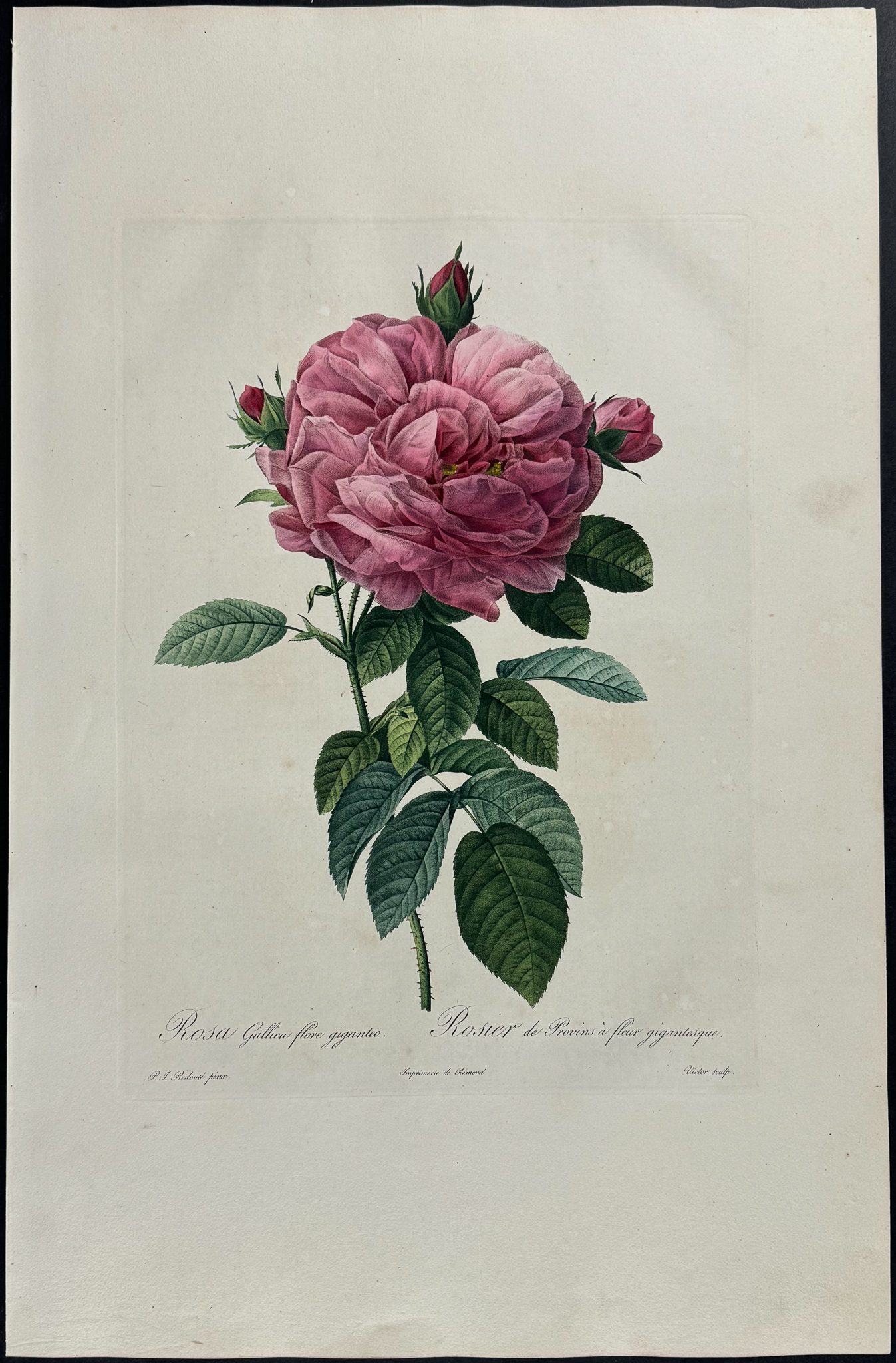 Rose - Rosa gallica flore giganteo | Trillium Rare Prints