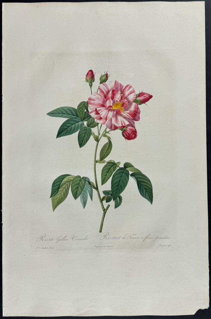 Rose - Rosa gallica versicolor