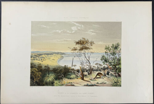 Scene on the Coorung, near Lake Albert, with the Halmaturus Greyii, a new species of Kangaroo