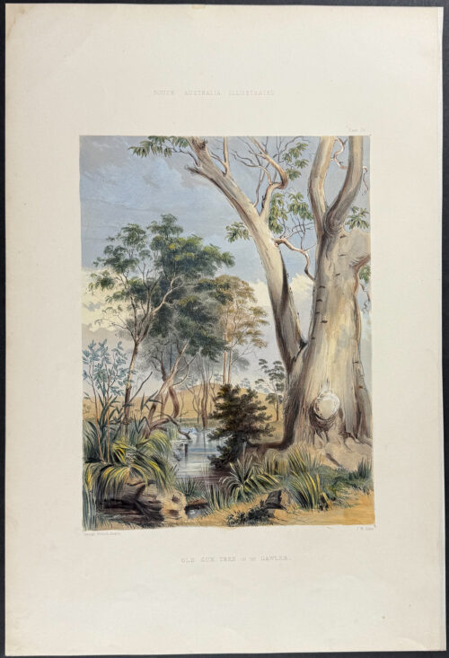 Old Gum Tree on the Gawler