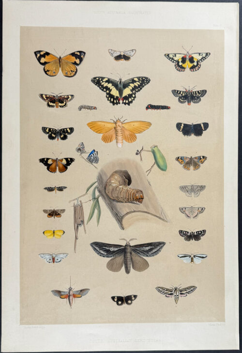 Native Australian Butterflies or Moths