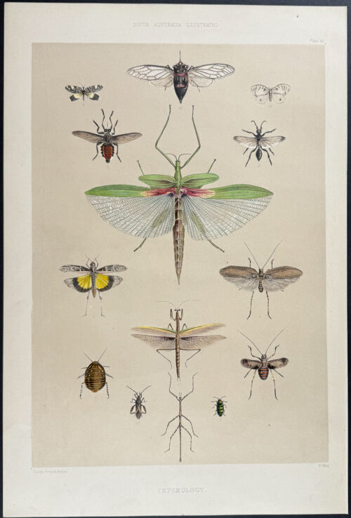 Native Australian Animals: Locust, Walking Stick, Insects